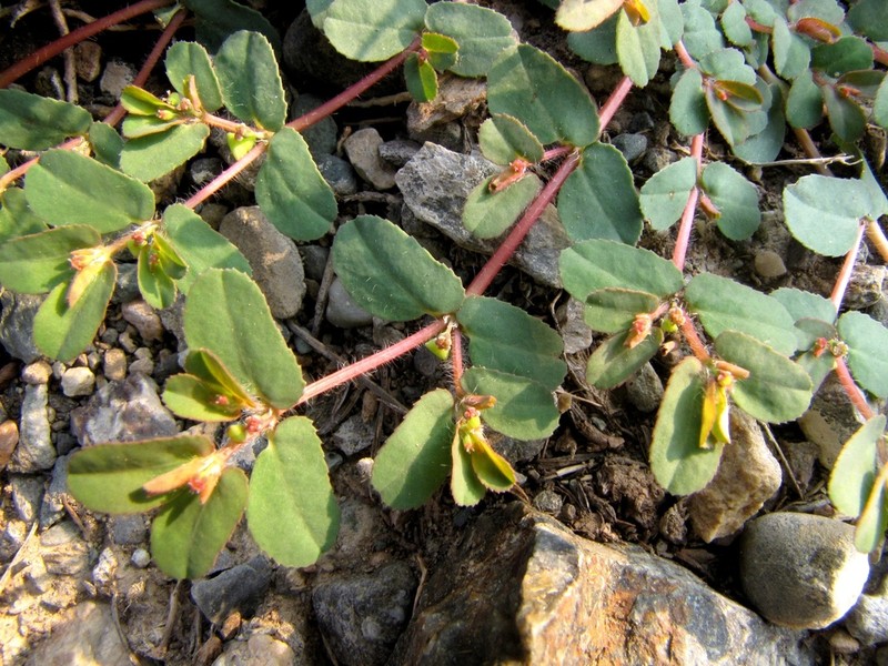 Euphorbia humifusa photo 3