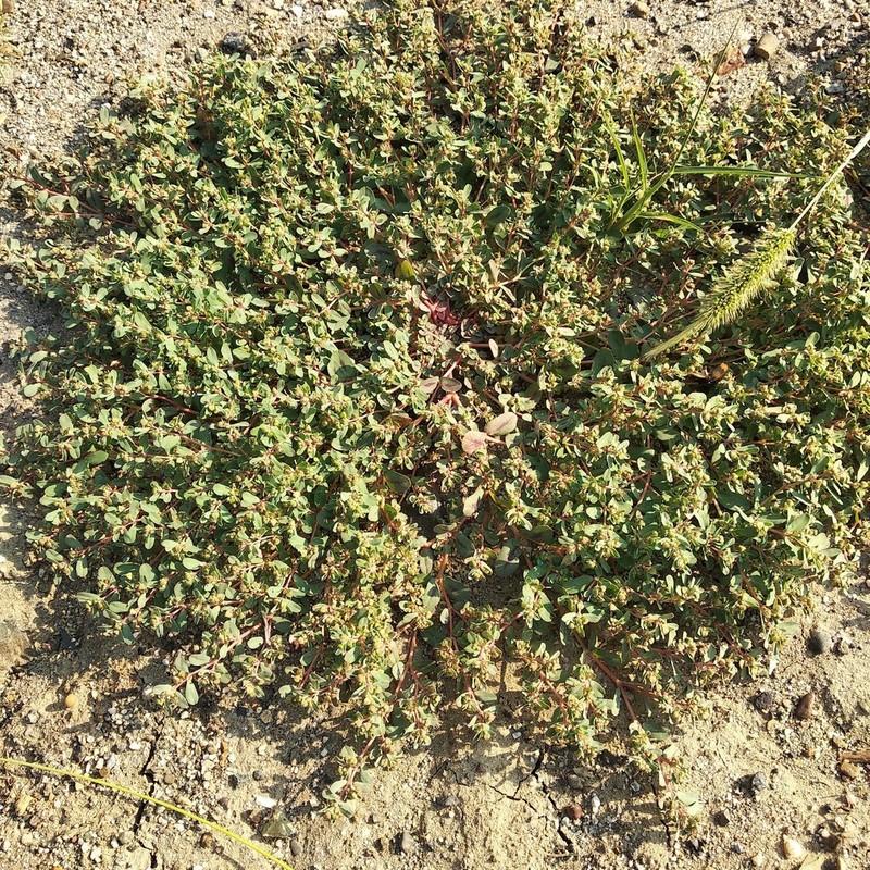 Euphorbia humifusa photo 5