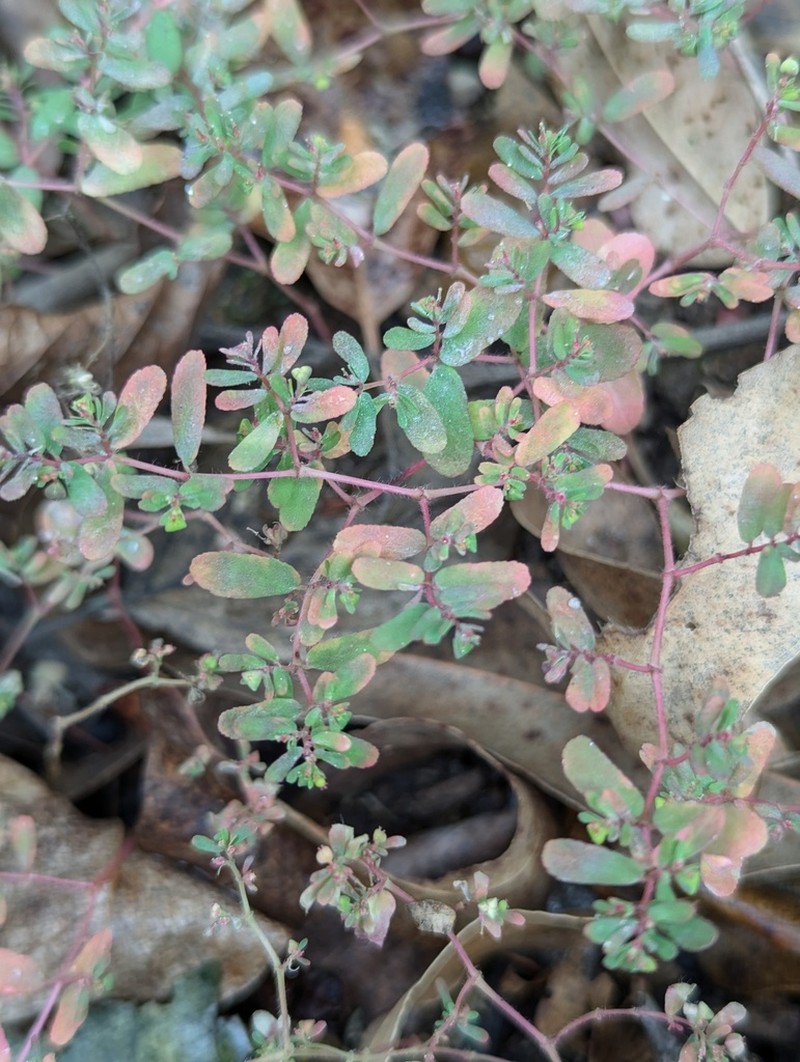 Euphorbia humifusa photo 6