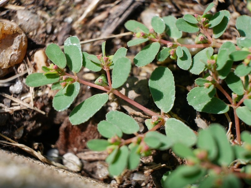 Euphorbia humifusa photo 7