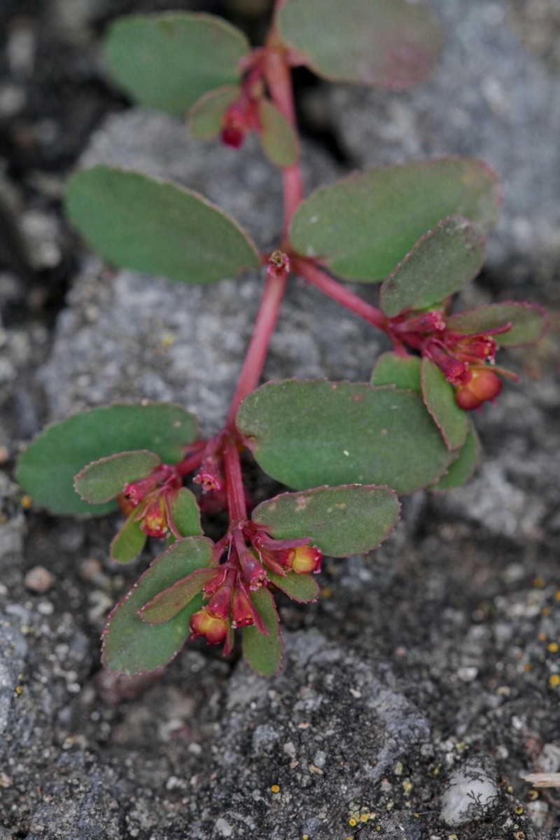 Euphorbia humifusa photo 8
