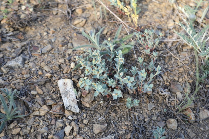 Euphorbia humilis photo 2