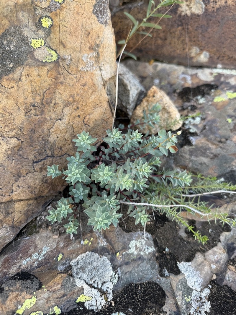 Euphorbia humilis photo 3