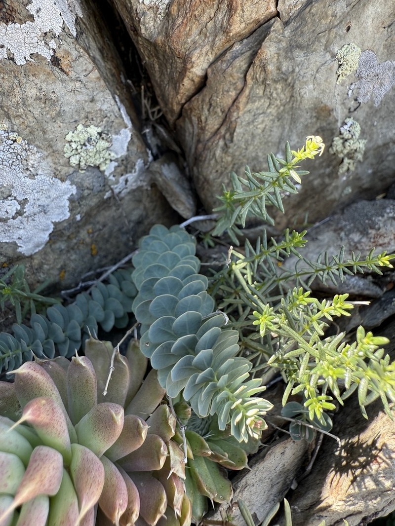 Euphorbia humilis photo 4