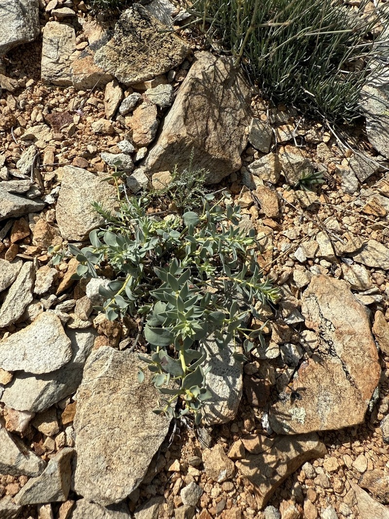 Euphorbia humilis photo 5