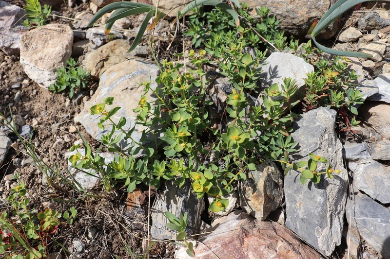 Euphorbia humilis photo 6