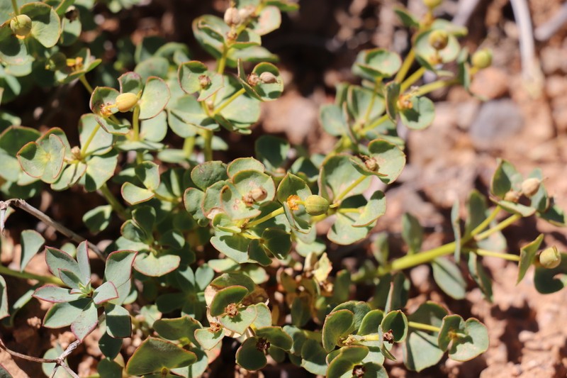 Euphorbia humilis photo 8