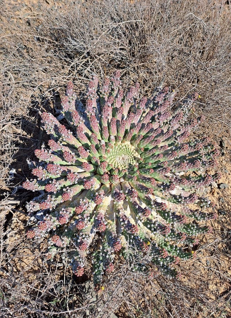 Euphorbia huttoniae