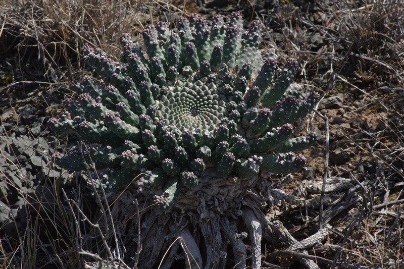 Euphorbia huttoniae photo 2