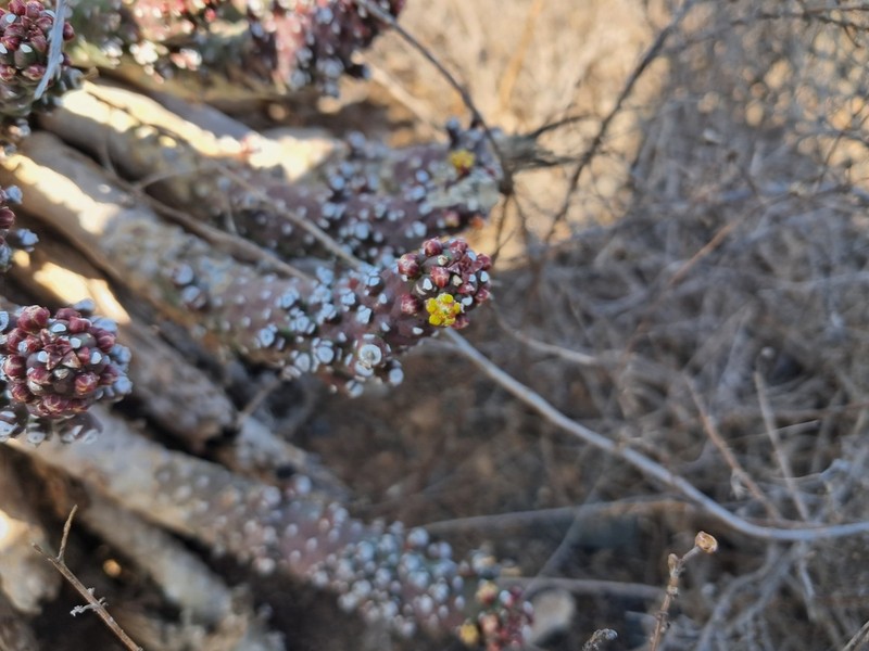 Euphorbia huttoniae photo 3