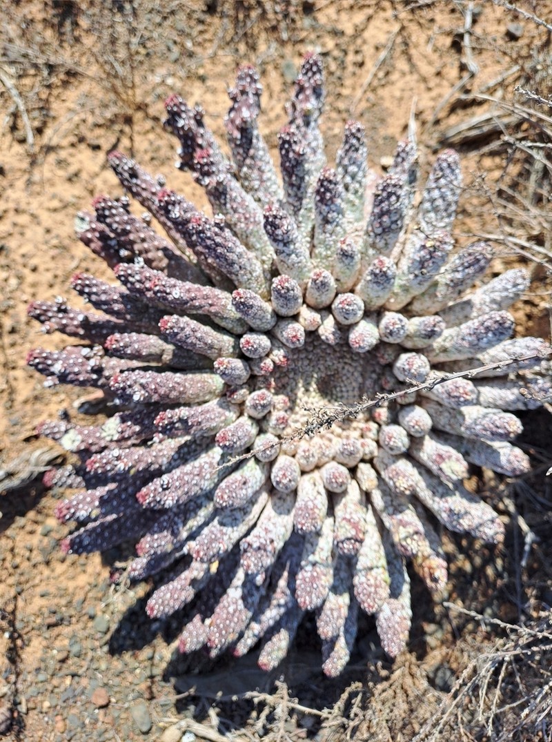 Euphorbia huttoniae photo 4