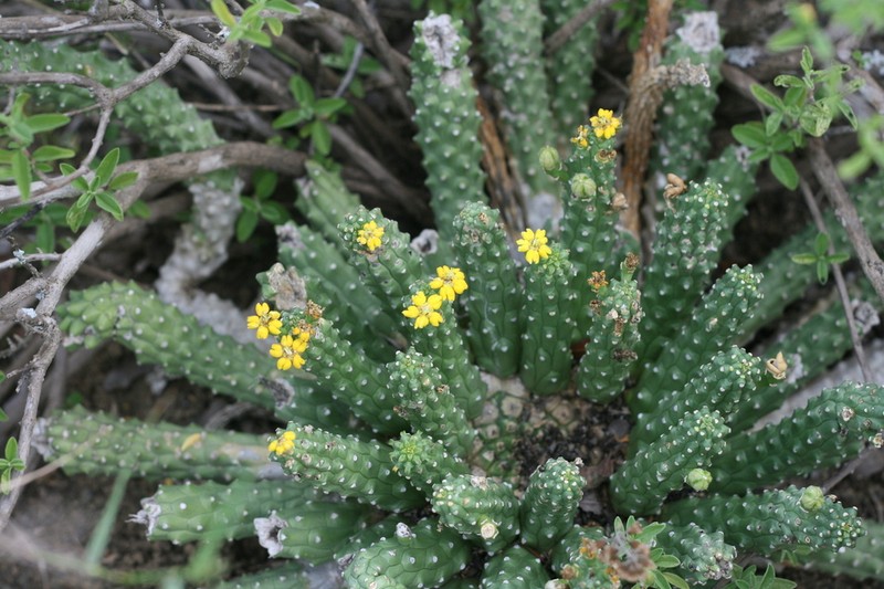 Euphorbia huttoniae photo 5