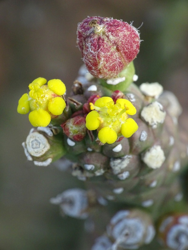 Euphorbia huttoniae photo 6
