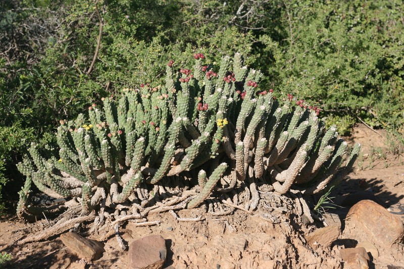 Euphorbia huttoniae photo 7