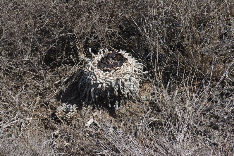 Euphorbia huttoniae photo 8