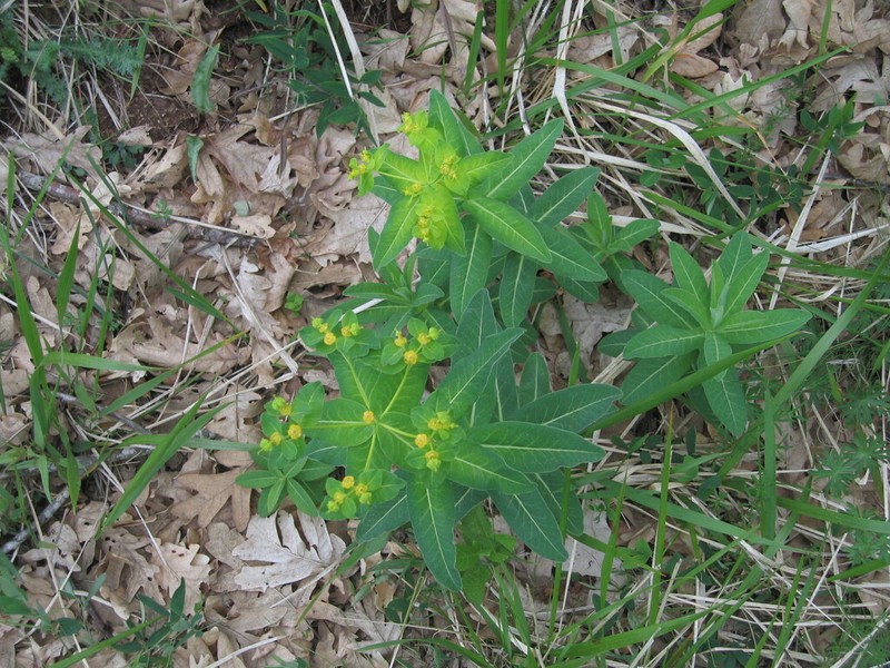 Euphorbia hyberna