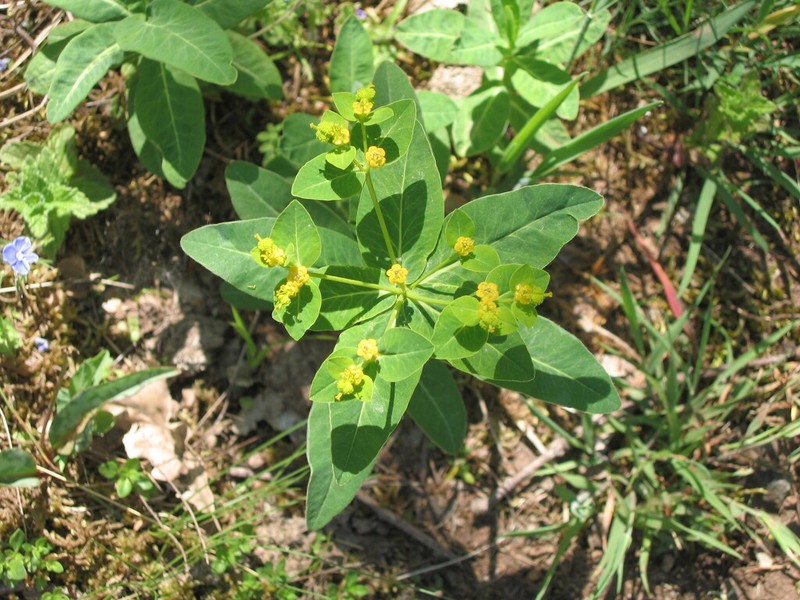 Euphorbia hyberna photo 2