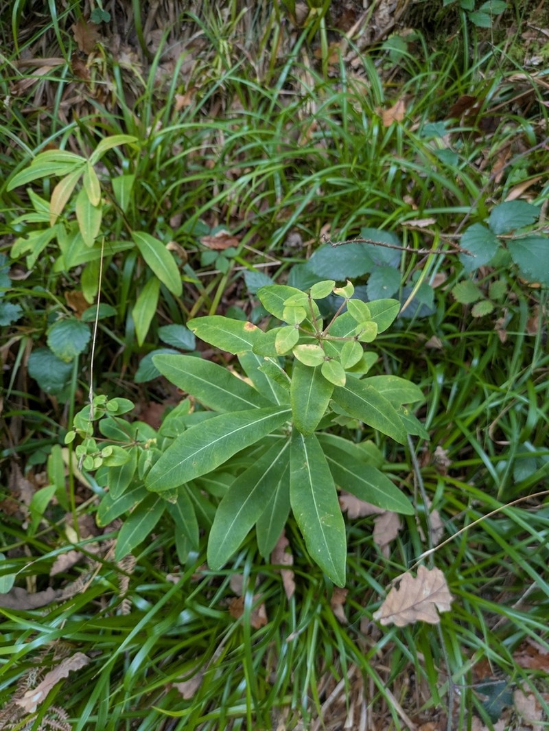 Euphorbia hyberna photo 3