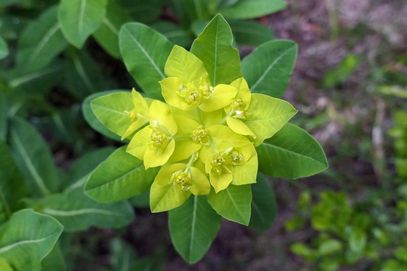 Euphorbia hyberna photo 4
