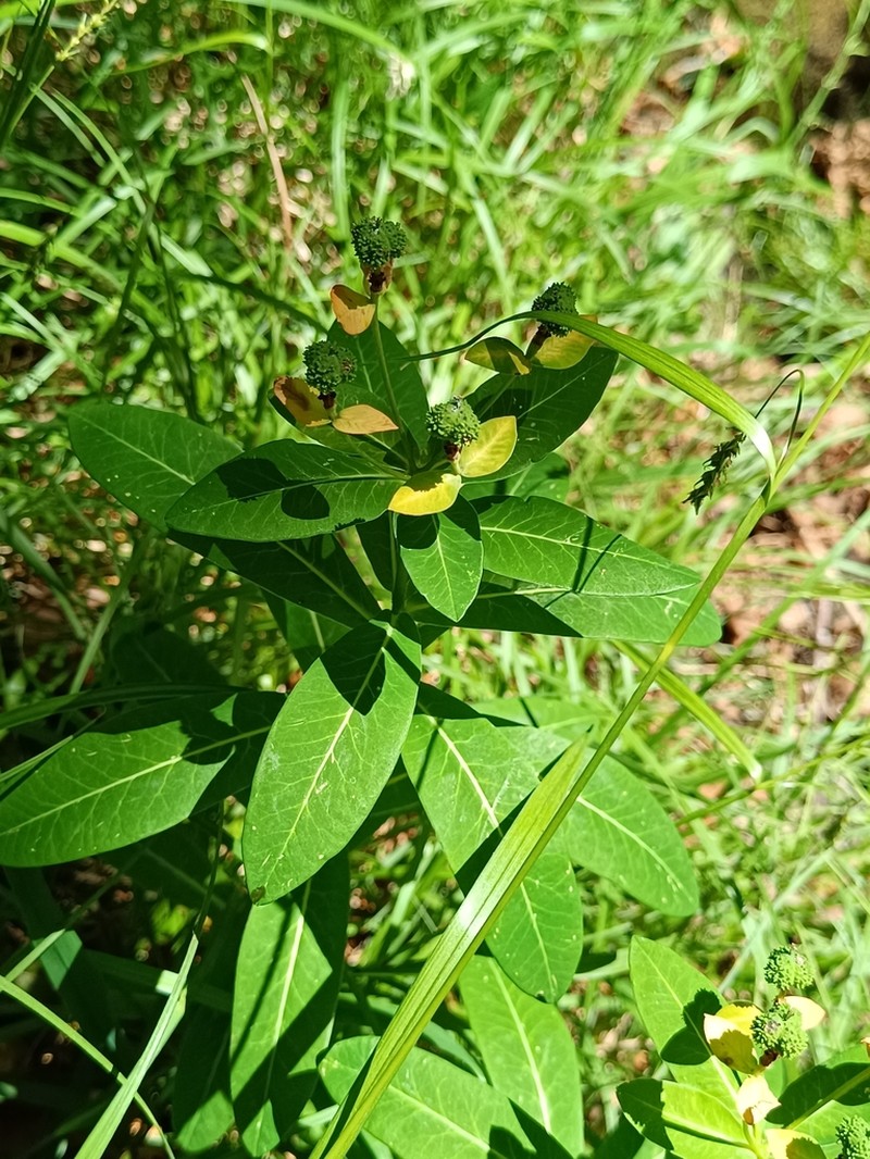 Euphorbia hyberna photo 5