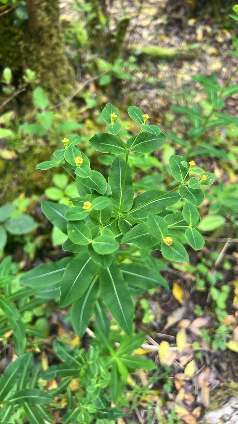 Euphorbia hyberna photo 6