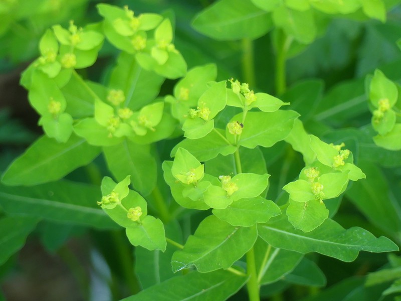 Euphorbia hyberna photo 7