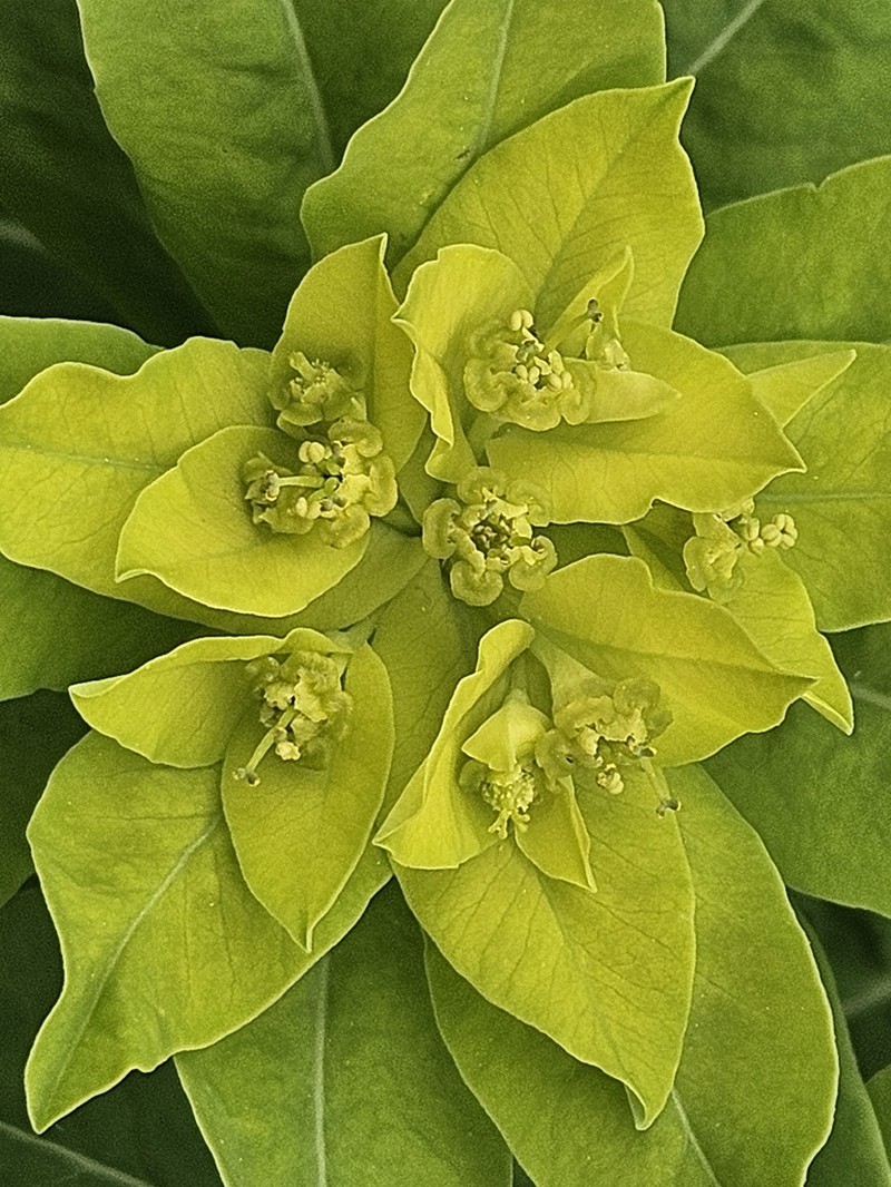 Euphorbia hyberna photo 8