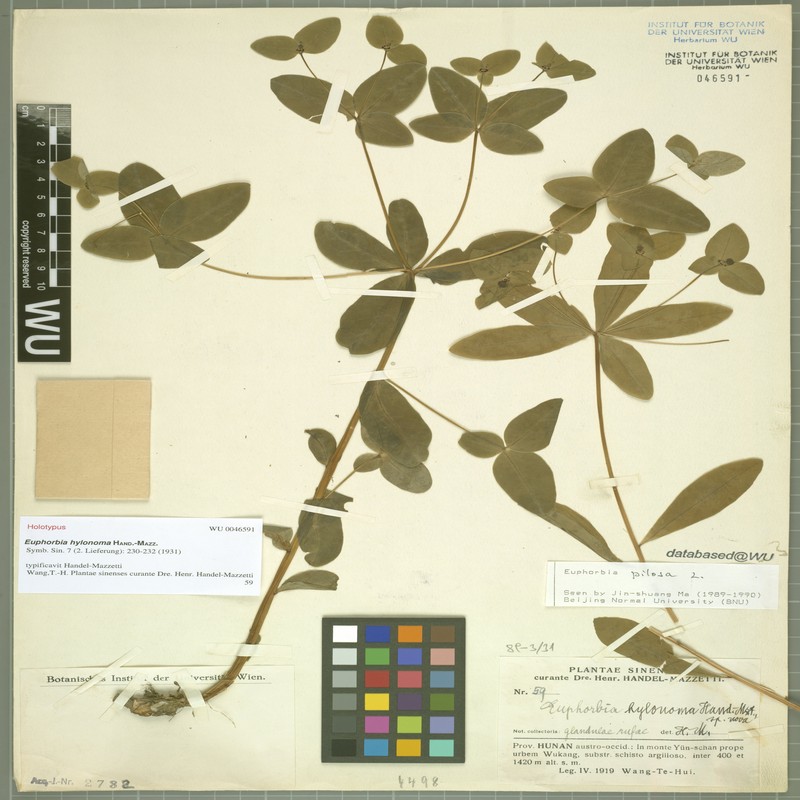 Euphorbia hylonoma