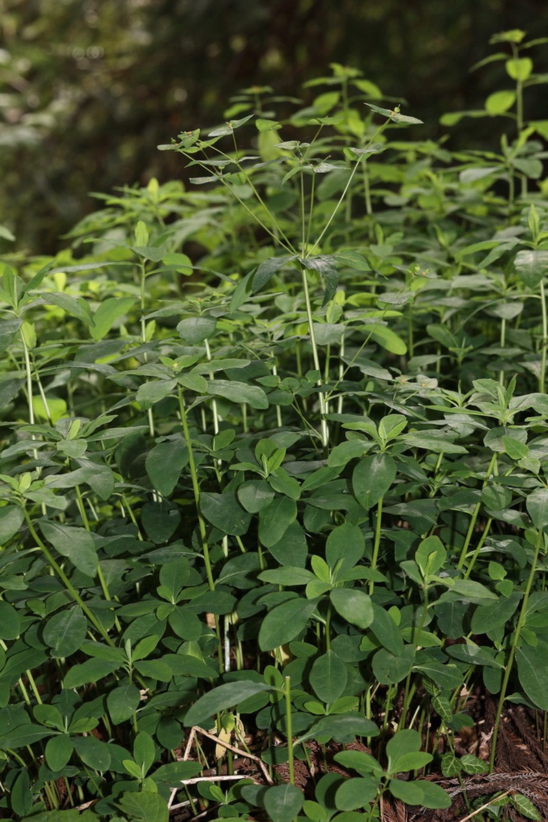 Euphorbia hylonoma photo 2