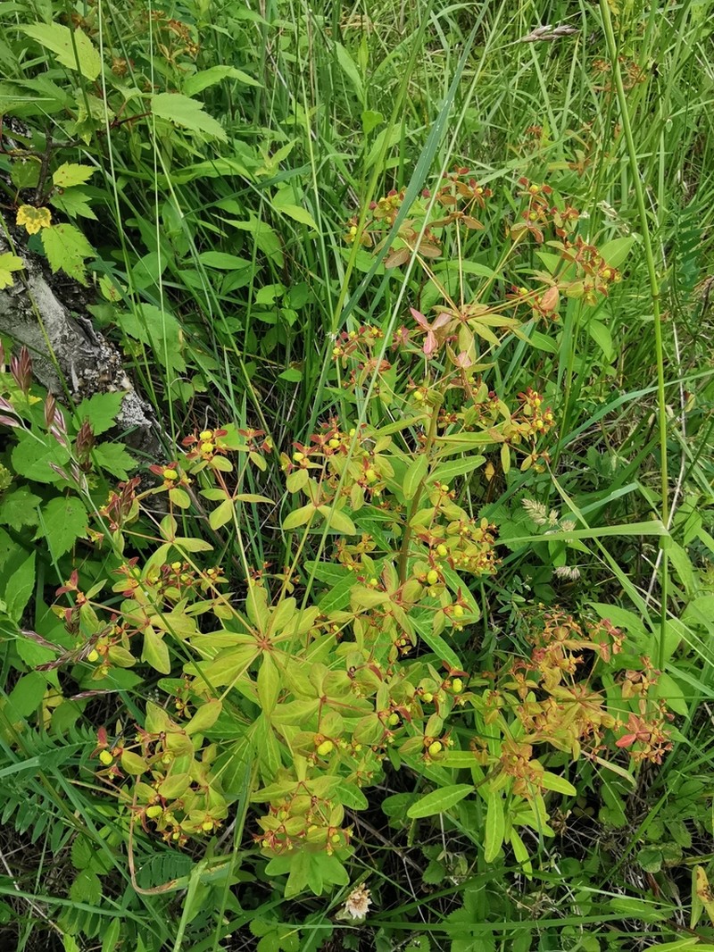Euphorbia hylonoma photo 3