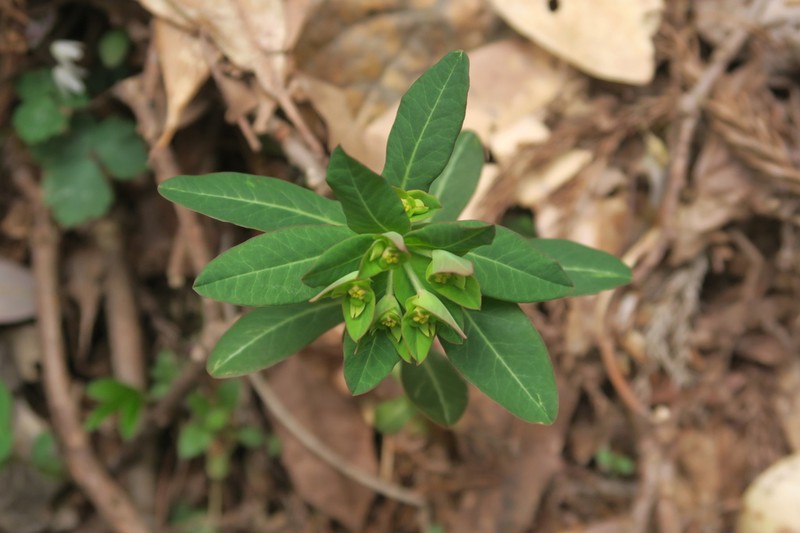 Euphorbia hylonoma photo 4