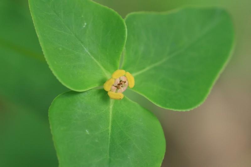 Euphorbia hylonoma photo 5