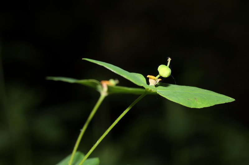 Euphorbia hylonoma photo 6