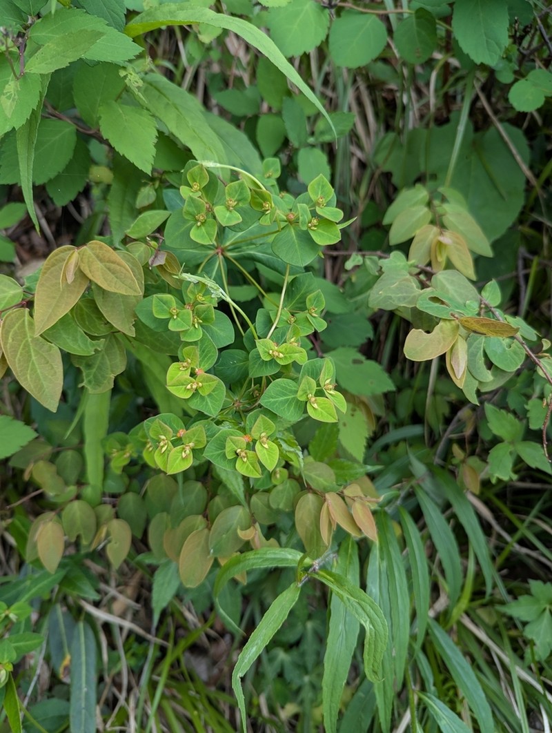 Euphorbia hylonoma photo 7