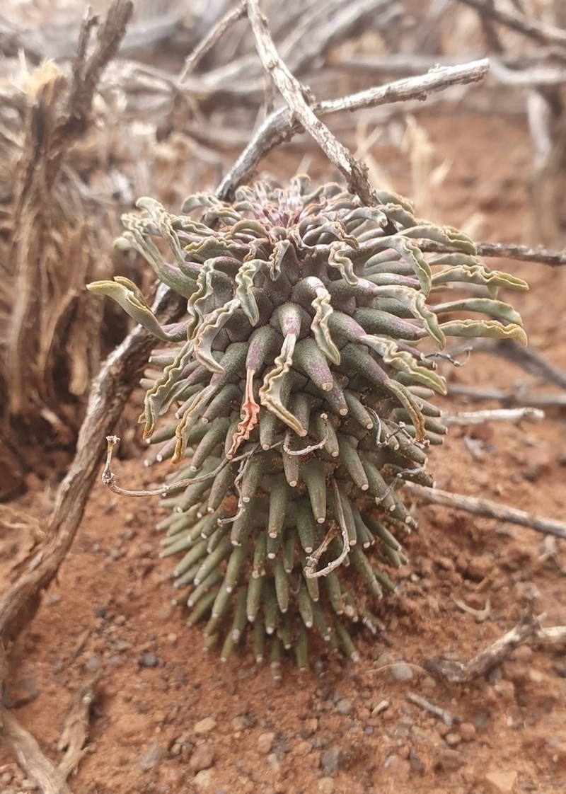 Euphorbia hypogaea