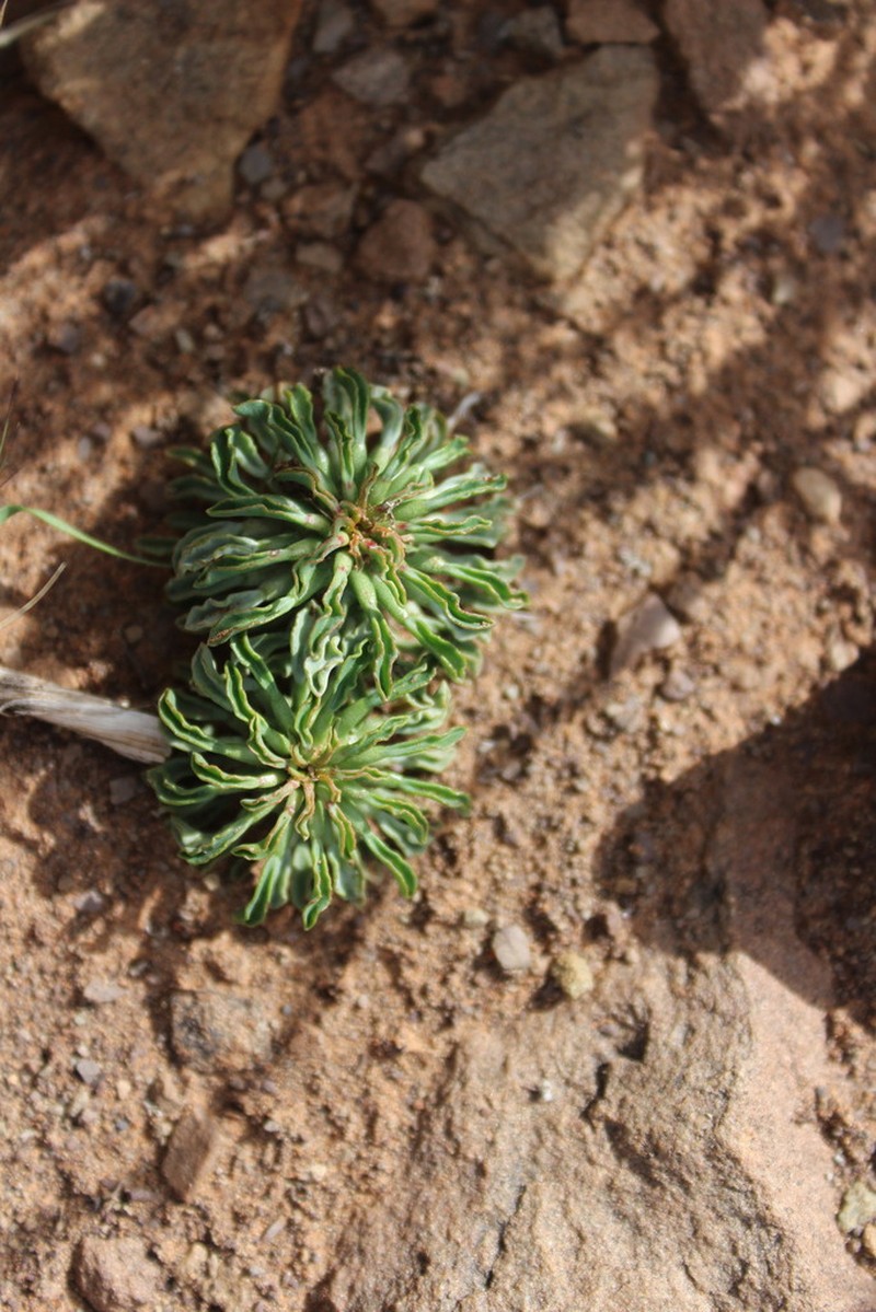 Euphorbia hypogaea photo 2