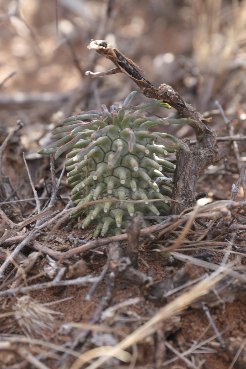 Euphorbia hypogaea photo 3