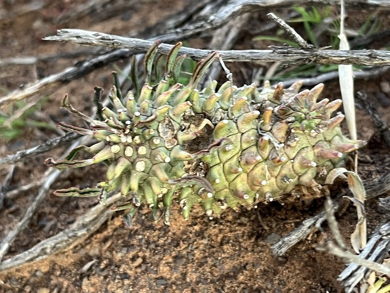 Euphorbia hypogaea photo 4
