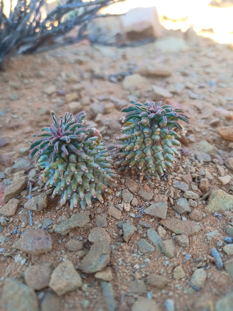 Euphorbia hypogaea photo 6