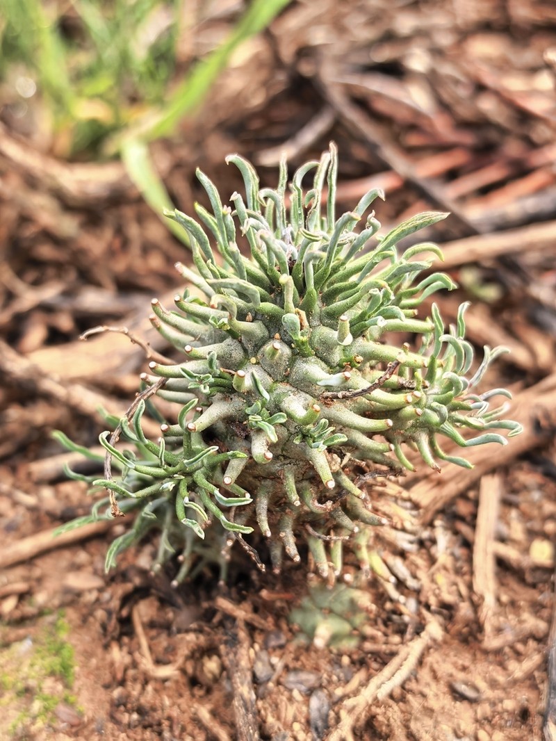 Euphorbia hypogaea photo 8