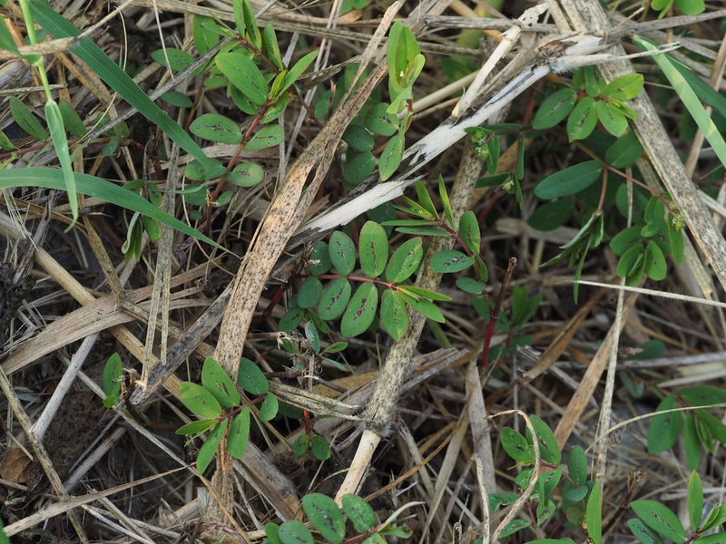 Hyssopleaf Sandmat photo 5