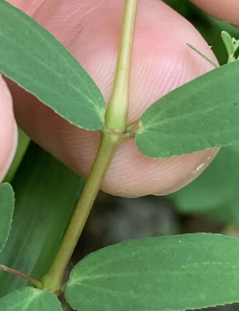 Hyssopleaf Sandmat photo 6