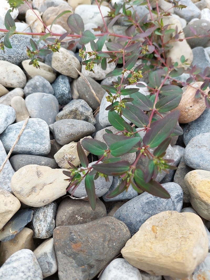 Hyssopleaf Sandmat photo 7