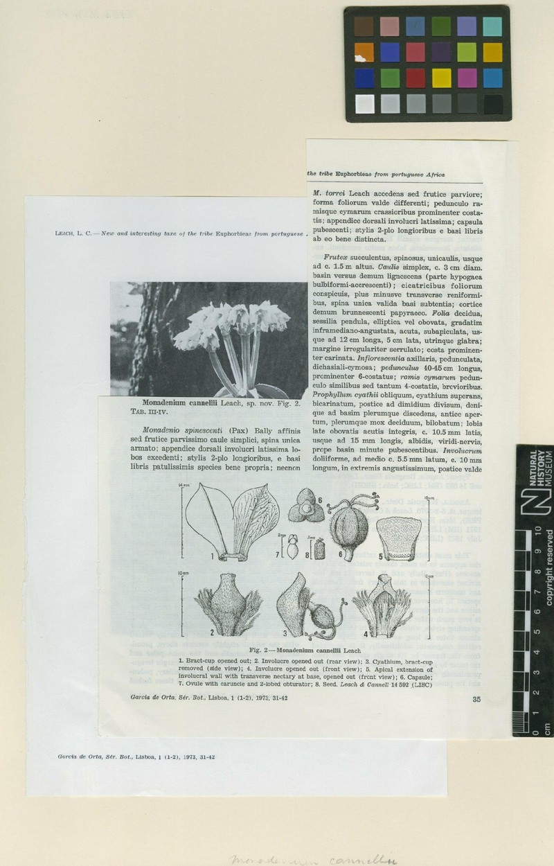 Euphorbia iancannellii