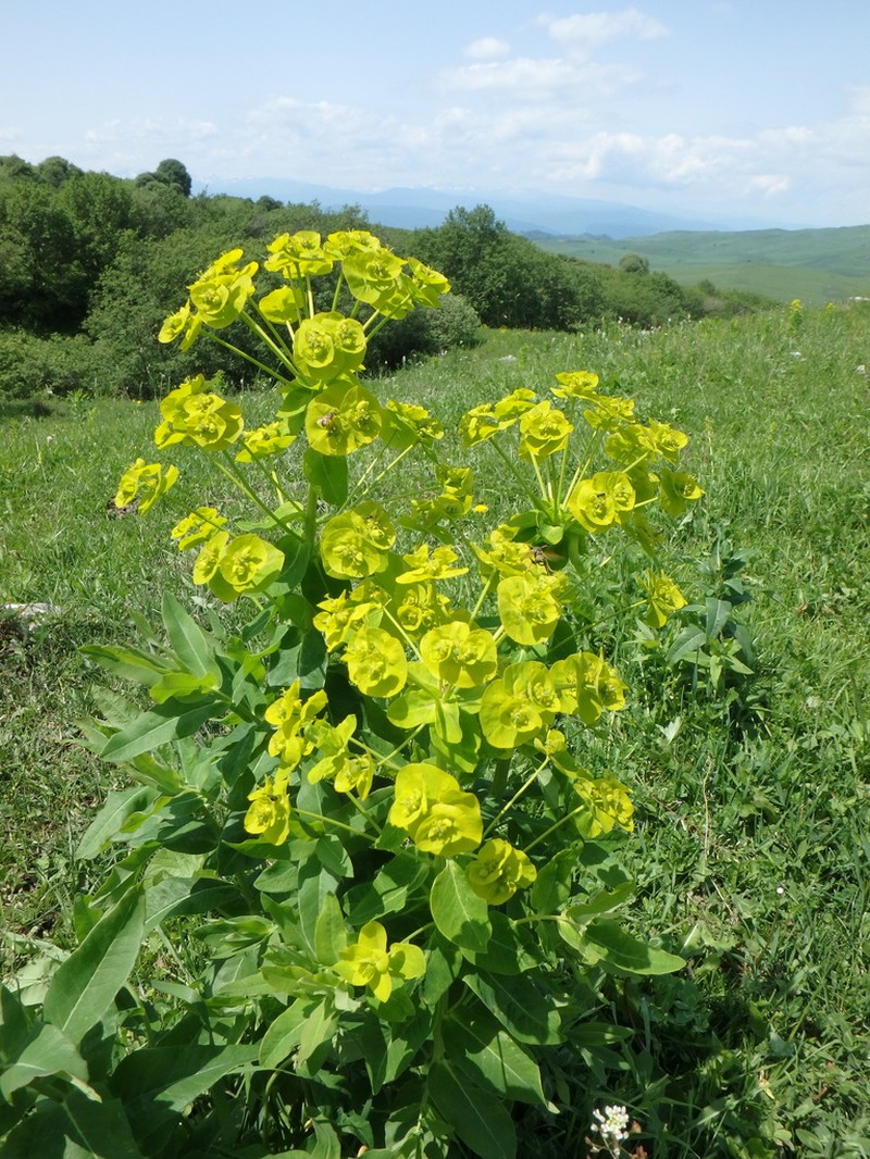 Euphorbia iberica photo 2