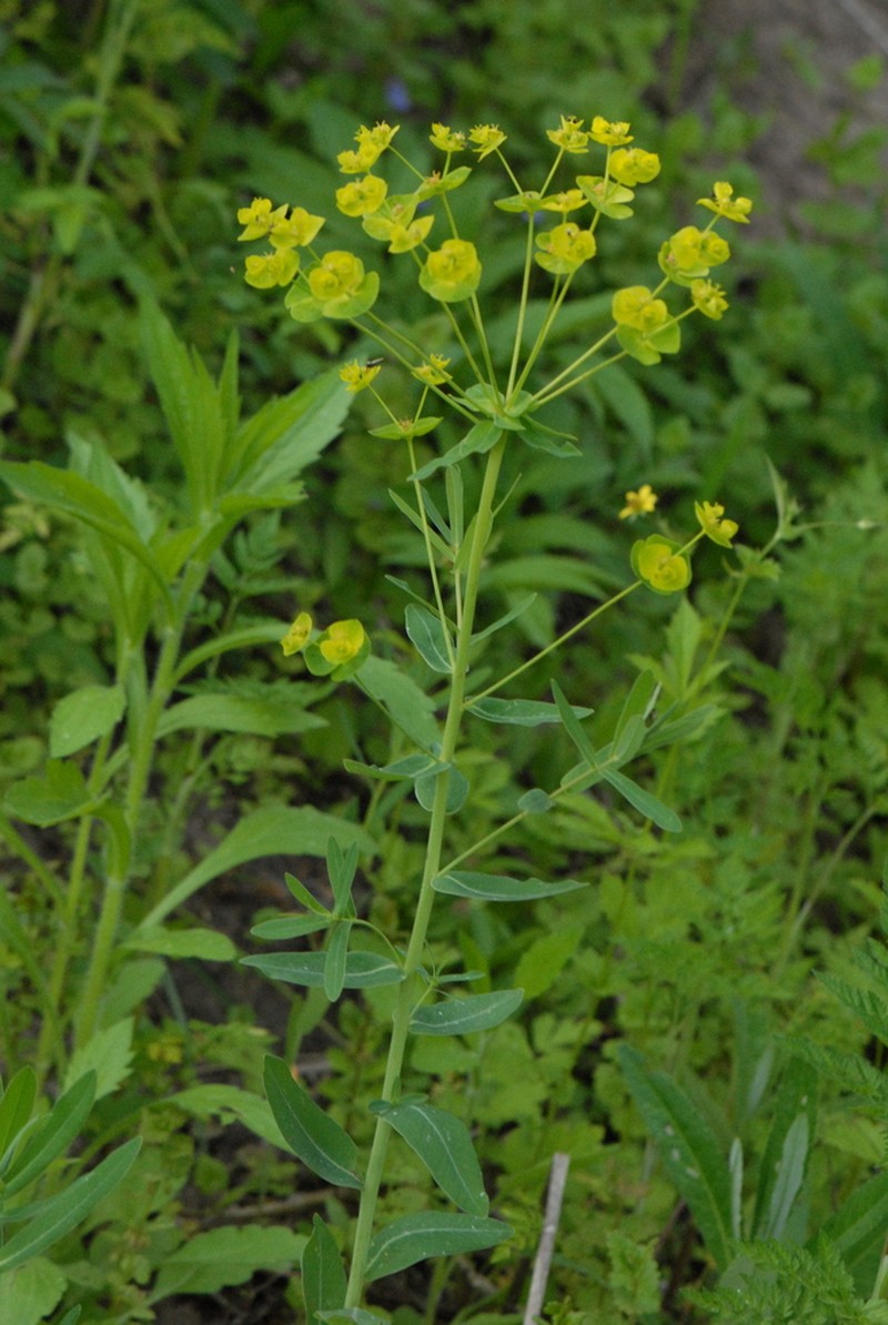 Euphorbia iberica photo 3