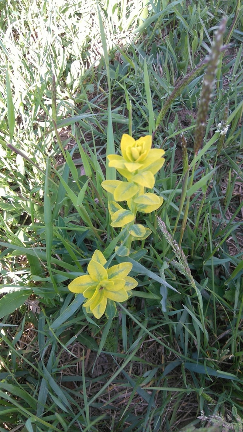 Euphorbia iberica photo 4
