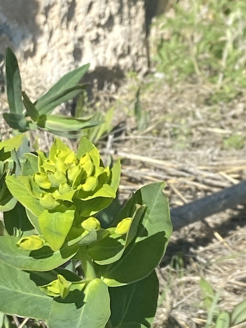 Euphorbia iberica photo 5