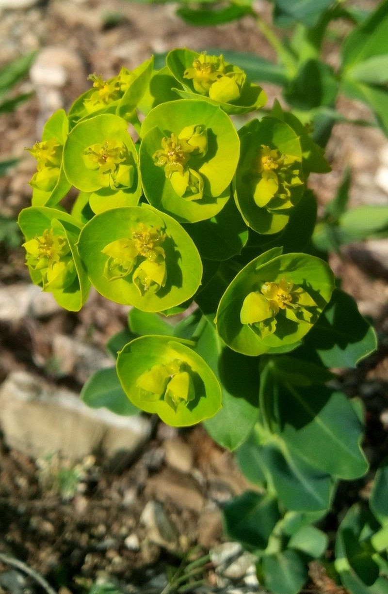 Euphorbia iberica photo 7