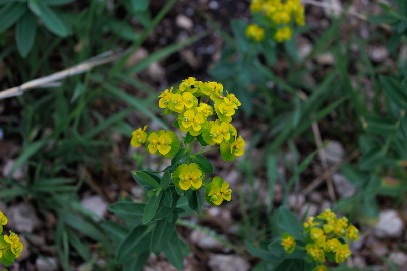 Euphorbia iberica photo 8